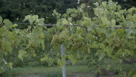 Breite-Aufnahme-Von-Trauben-In-Einem-Weinberg