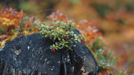 un arbusto de arándano en miniatura en el tronco de un árbol oscuro