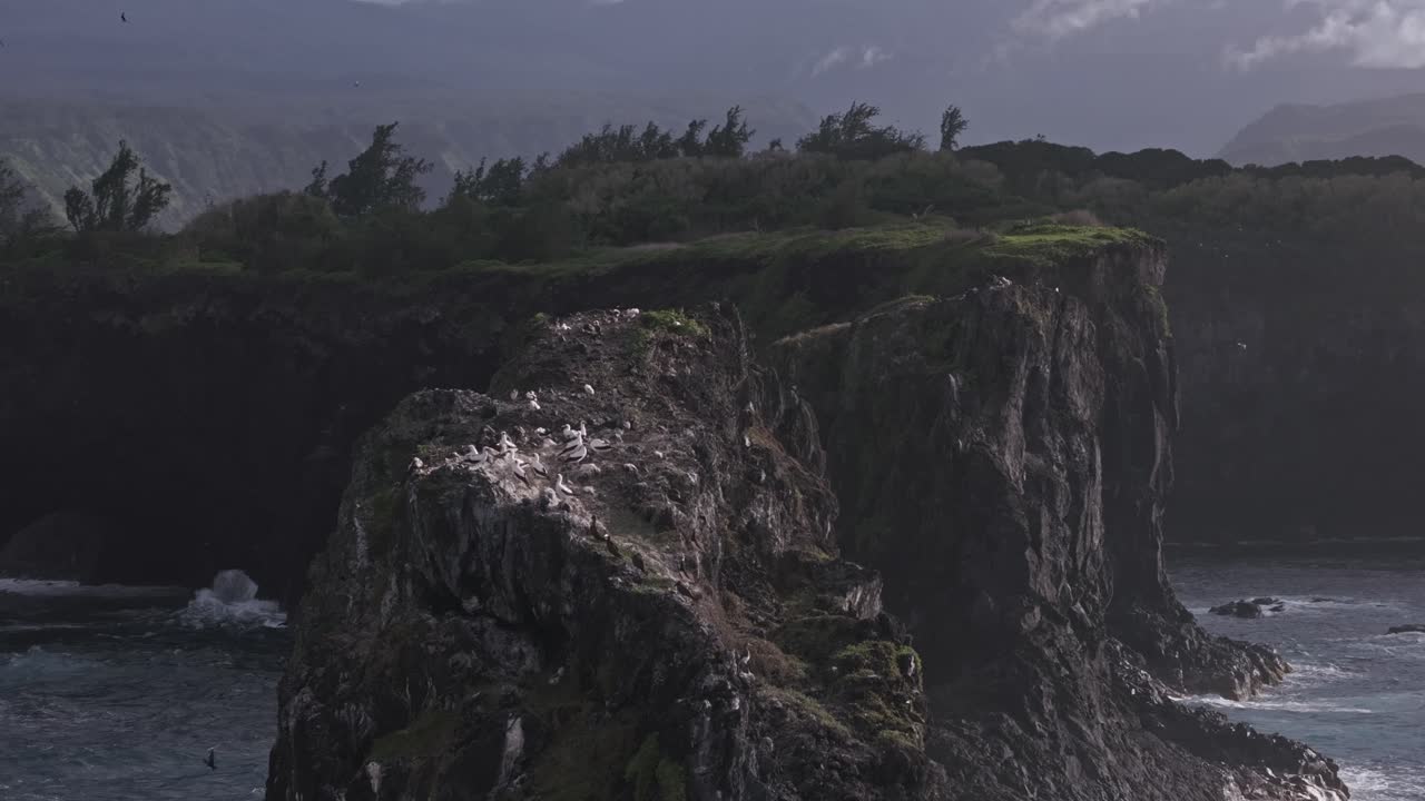 las aves marinas blancas y negras se alzaron en el precario acantilado costero en la costa norte de maui.