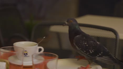 Seagulls-walk-on-the-table-in-the-restaurant