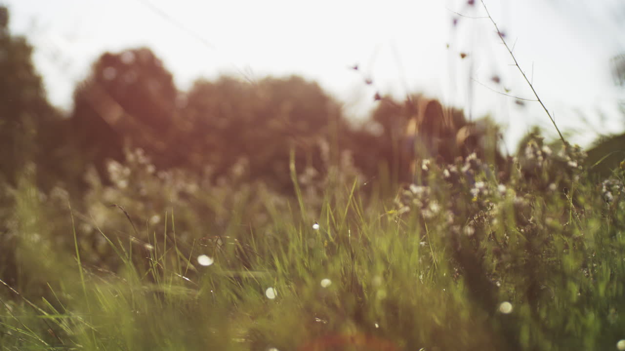 빛에 흐릿한 필드