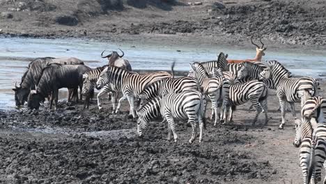 una manada de cebras de burchell, ñus azules e impalas reuniéndose y bebiendo en un charco fangoso en el parque nacional kruger