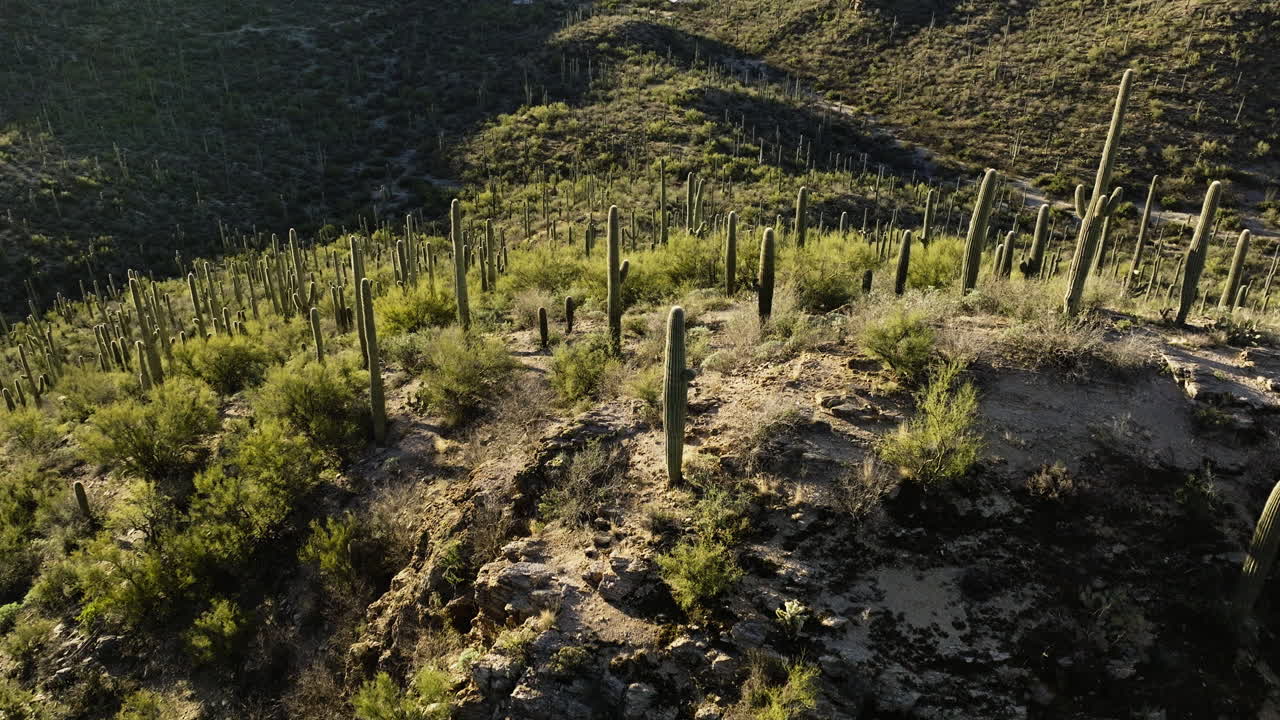 imágenes de drones panorámicas detrás de cactus de pie en la montaña en el desierto de sonora