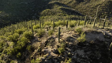 Drohnenaufnahmen,-Die-Hinter-Kakteen-Schwenken,-Die-Auf-Einem-Berg-In-Der-Sonora-Wüste-Stehen