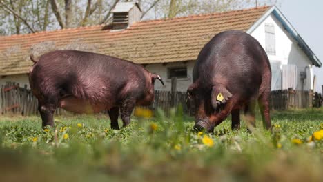 two black pigs grazing in a farm field