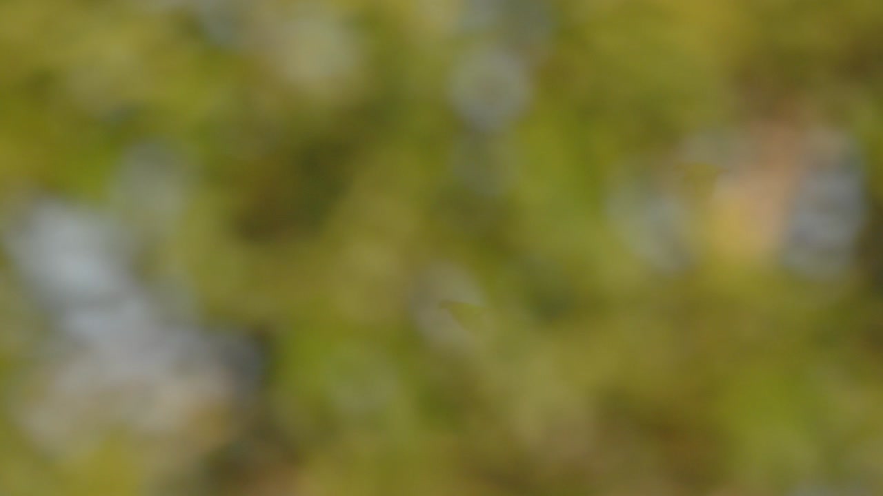 Small Flock of Blue headed Parrots flies gracefully in slow motion over Peru’s sprawling Amazon forest under open skies.