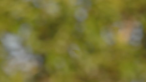 small flock of blue headed parrots flies gracefully in slow motion over peru’s sprawling amazon forest under open skies.
