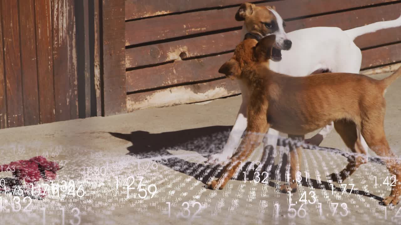 White puppy nipping brown puppy's ear sparking wrestling, leading duo heading toward red rope toy