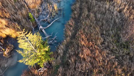 aerial drone view of salmon migrating through a winding stream surrounded by autumn marsh and trees in michigan wilderness