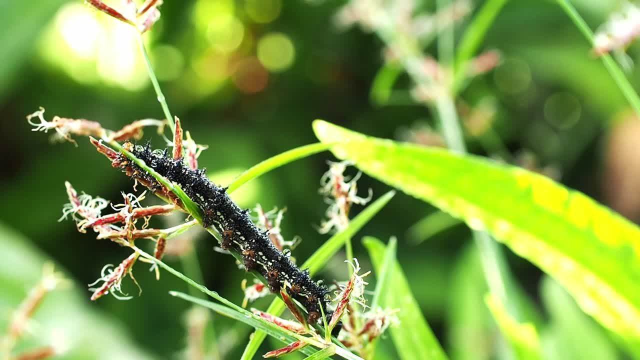 oruga de mariposa buckeye en la hierba alta