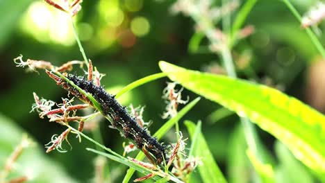 oruga de mariposa buckeye en la hierba alta