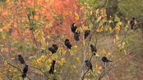 Tiro-Estático,-Bandada-De-Grackles-Encaramados-En-Pequeñas-Ramas-De-árboles-Entre-Hojas-De-Otoño