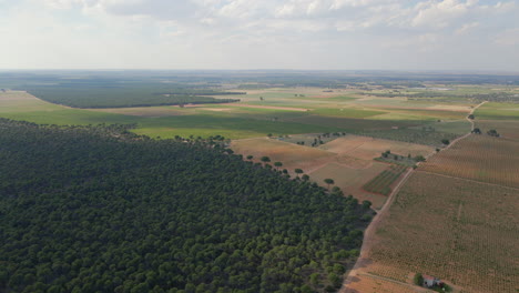 Vista-Aérea-De-Bosques-De-Pinos-Y-Campos-En-El-Interior-De-La-Península-Ibérica-De-La-Provincia-De-Castilla-La-Mancha-España