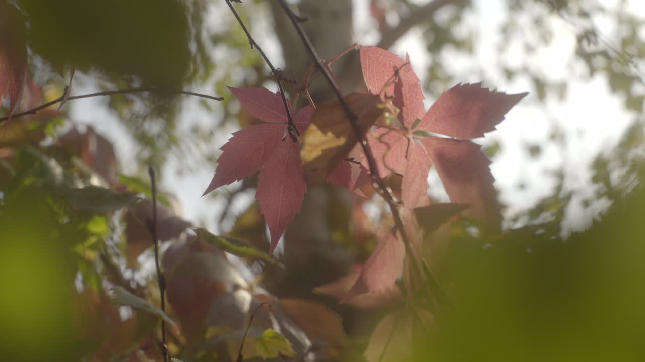toma estática de coloridas hojas de otoño en un árbol, filtro de promesa negra con poca profundidad de campo