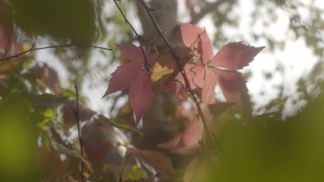 static shot of colorful autumn leaves on a tree, black promist filter with shallow depth of field