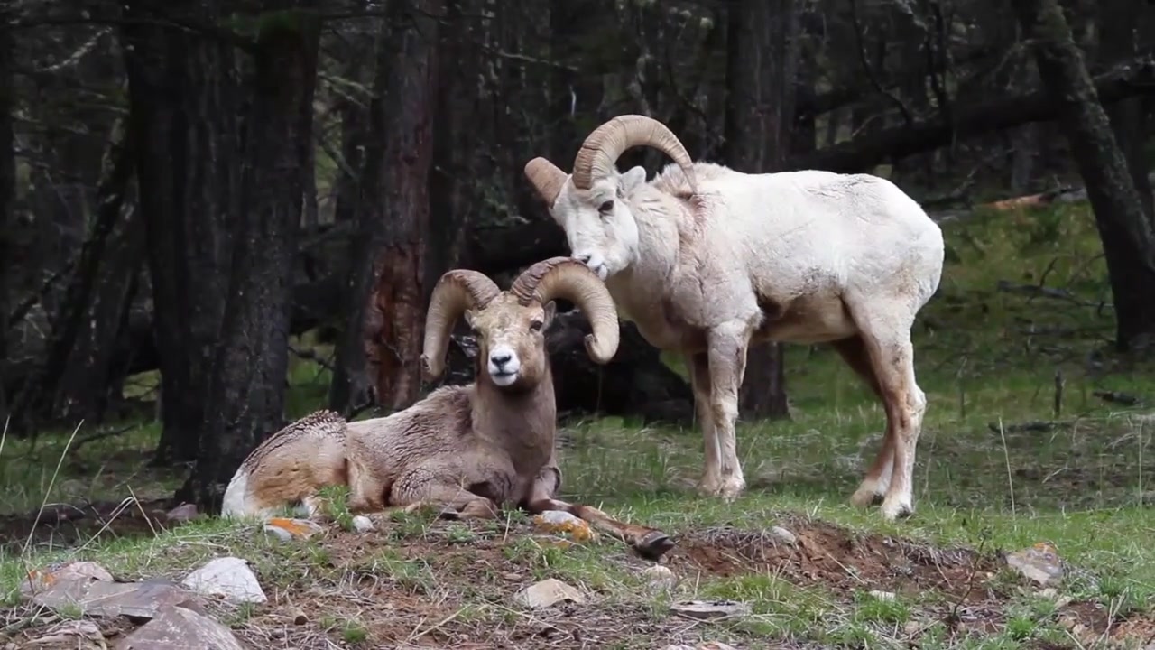 Béliers mouflons d'Amérique se toilettant mutuellement dans la région des Montagnes Rocheuses du sud-ouest de l'Alberta