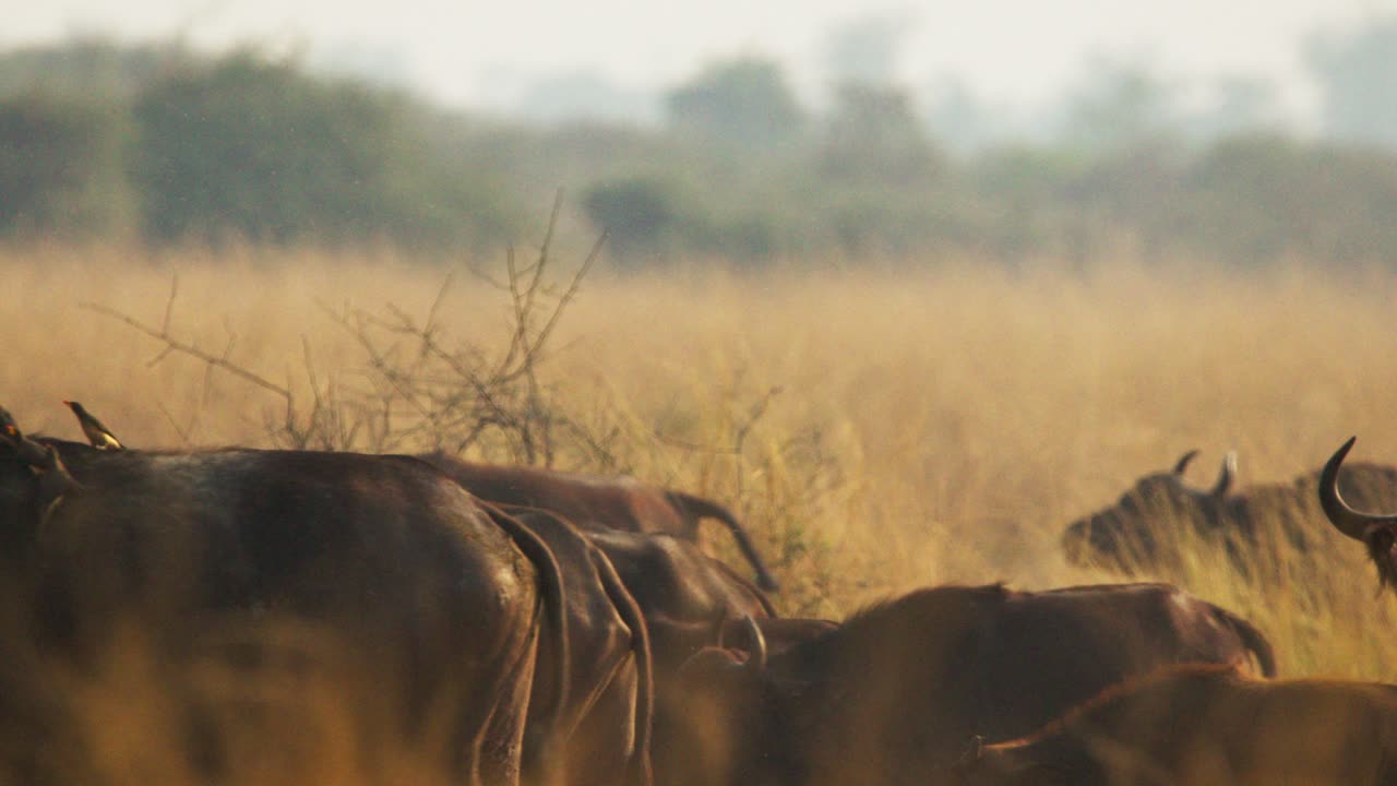 Herd of African buffalos (Syncerus caffer) crosses the savannah with red-billed oxpeckers (Buphagus erythrorhynchus) perched on their backs in golden light, slow motion