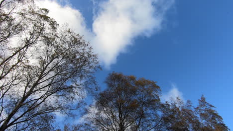 otoño en el parque de muchos árboles