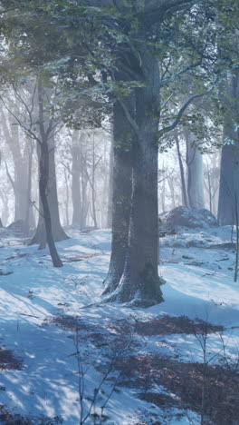 a tranquil winter forest