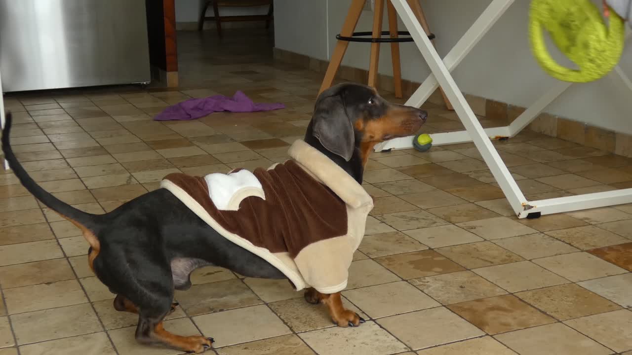 un perro dachshund jugando con su juguete y una persona