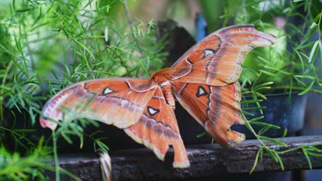 close up shot of attacus atlas butterfly, known as atlas moth resting on green grass