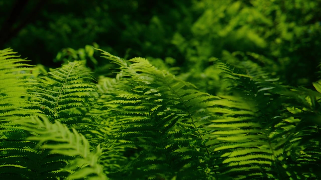 Primo piano di felci verdi e rigogliose nella foresta. La luce del sole filtra attraverso il fitto fogliame. Texture naturali e colori vivaci dominano. Ideale per progetti a tema ecologico, meditazione o sfondi naturali