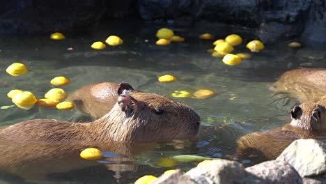 Lindo-Carpincho-Disfrutando-De-Un-Baño-En-Las-Aguas-Termales-De-Yuzu-En-Japón