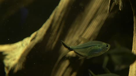 close-up of a congo tetra