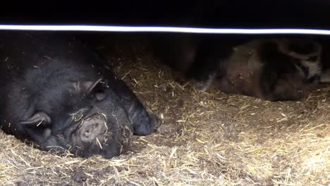 snoring sleeping hairy black potbelly pig lying under shelter dreaming and twitching snout