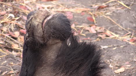 detail of prey: head of killed wildebeest untouched yet, close-up shot