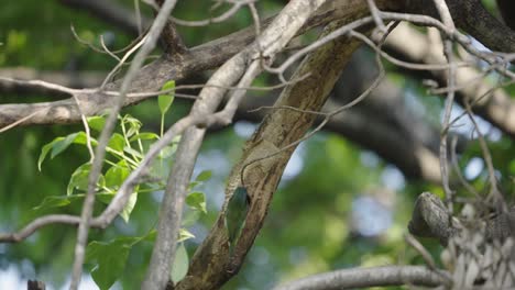 coppersmith barbet flying and entering its tree hole nest