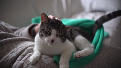 mujer acariciando gato interior en casa sentada en el sofá