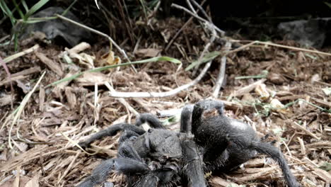 tilt down hairy tarantula in the forest on the ground