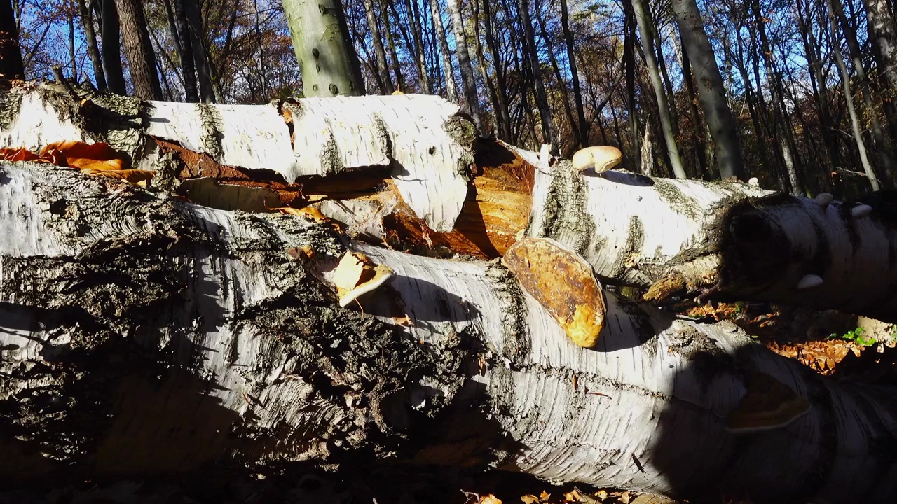 Timber fungus on the tree trunk.