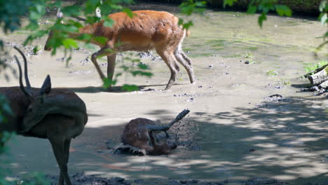 Zeitlupe-Von-Jungen-Hirschen,-Die-In-Einem-Schlammigen-Wasserteich-Versunken-Sind-Und-Herausspringen,-Mittlerer-Schuss