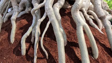 time-lapse of roots expanding through soil.