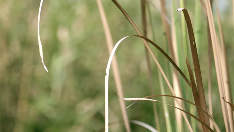 swaying and bending as it gets blown by the wind, the blades of grass of brachiaria mutica also known as buffalo grass are cultivated for cattle feeding in pastures all over the world