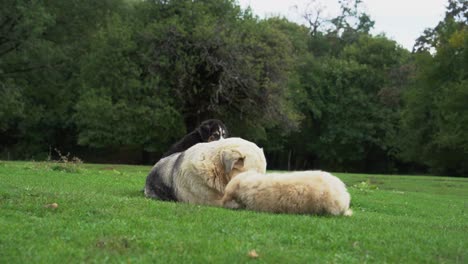 Dogs-playing-on-a-green-meadow,-two-puppies-and-their-mother-abandoned-on-nature