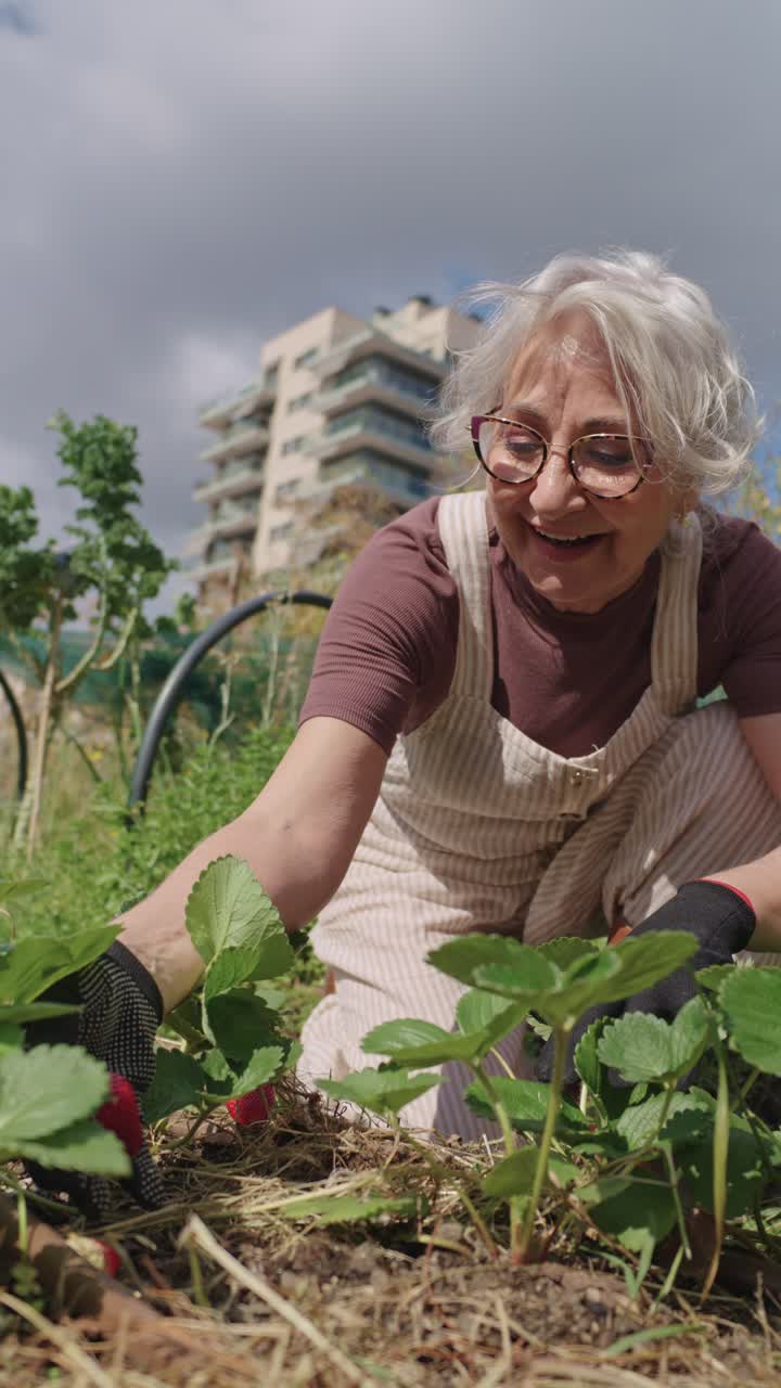 Senior woman harvesting strawberries in urban garden