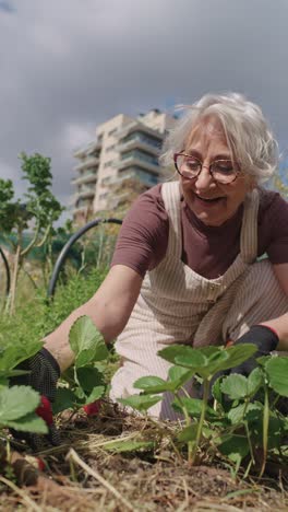 senior woman harvesting strawberries in urban garden