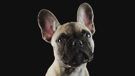 Retrato-De-Estudio-De-Cachorro-De-Bulldog-Francés-Contra-Fondo-Negro