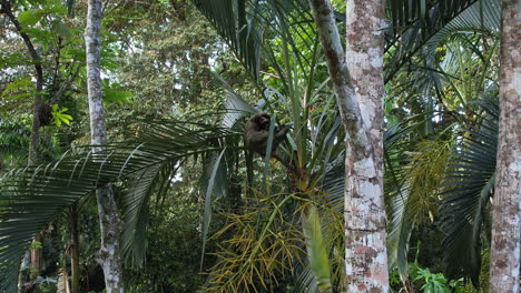 Aerial-view-of-a-sloth-nestled-in-Costa-Rican-greenery.