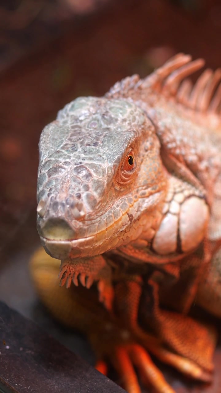Primo piano della testa di un'iguana verde con squame dettagliate