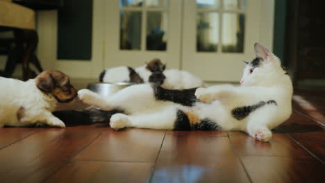 Die-Katze-Spielt-Mit-Einem-Süßen-Kleinen-Welpen-Im-Hintergrund-Eine-Gruppe-Welpen-Frisst-Von-Ab