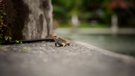 Balinese-Skink-Lizard-basks-in-sun-by-shimmering-pond-of-water-staring-up-crawling-away