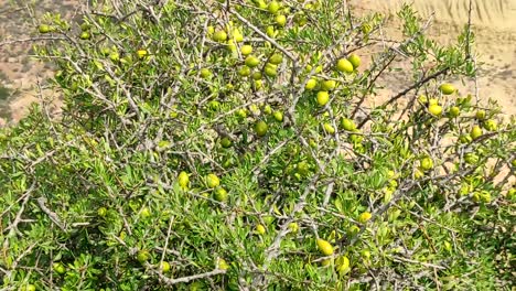 Ramas-Del-árbol-De-Argán-Con-Nueces-Maduras-Y-Hojas-Verdes-1