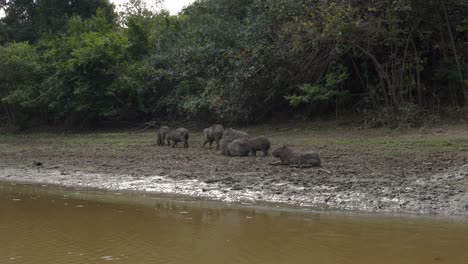 Capybara rodent wild animals Yacuma river Bolivia Pampas jungle region wildlife