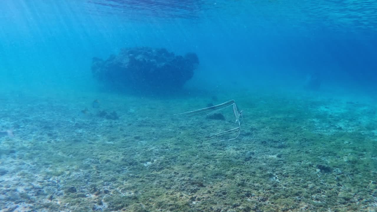 jurel juvenil nadando en el mar azul