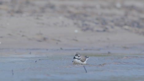 pequeño plover anillado pájaro nadador en la orilla del mar en busca de comida, comiendo, corriendo