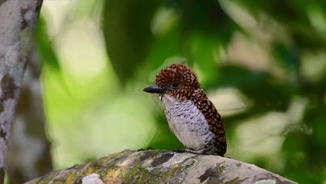 un martín pescador de árboles y una de las aves más hermosas que se encuentran en tailandia dentro de las selvas tropicales